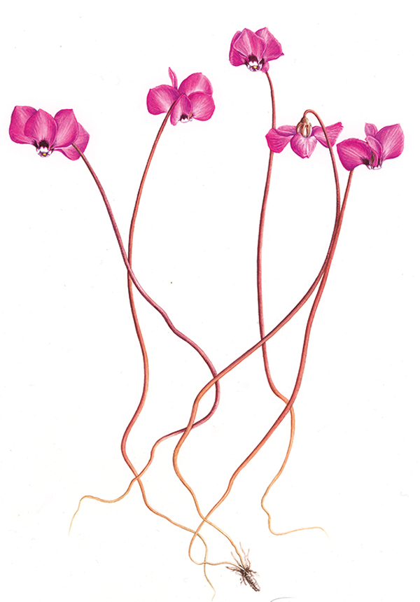 Cyclamen coum çiçekleri